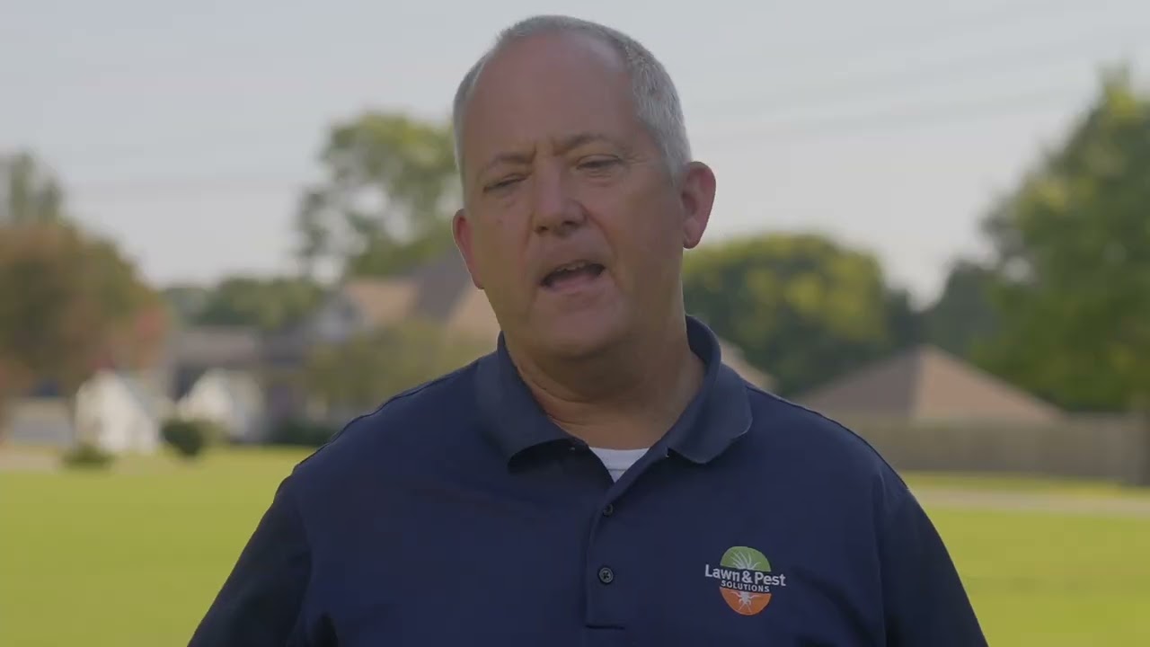 How to Get Rid of Termites   Lawn and Pest Solutions