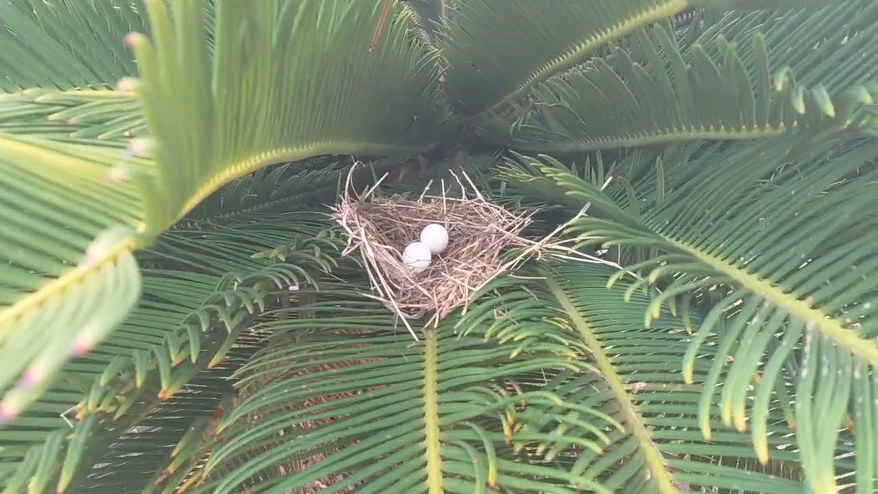 Encontrei um ninho de #aves aqui no sítio🏡🥚🤩 #sítio #roça #pássaros #vidanositio #vidanaroça #fauna