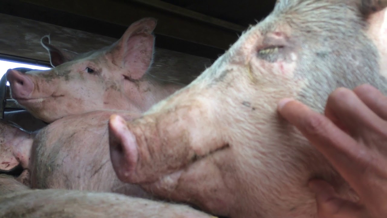 The Sound of Pork - Linley Valley Pork Supplier: Footage