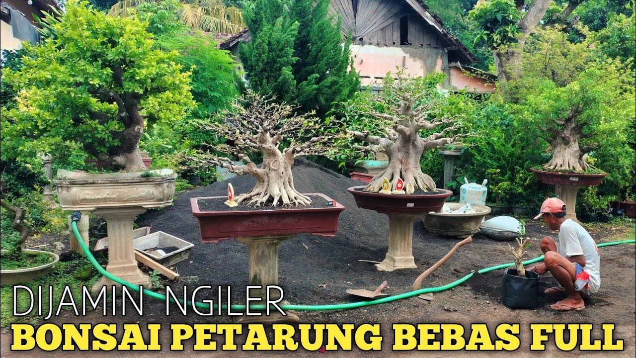 BONSAI PROGRAMAN PAK UMAR JEMBER!! JELAS PUNYA MASA DEPAN DAN CALON BEST IN SHOW