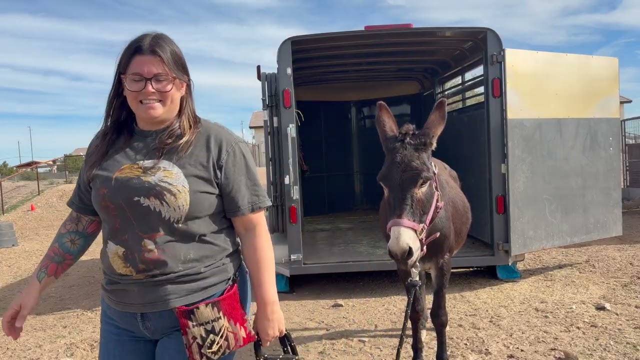 Training Time with Coco the Donkey