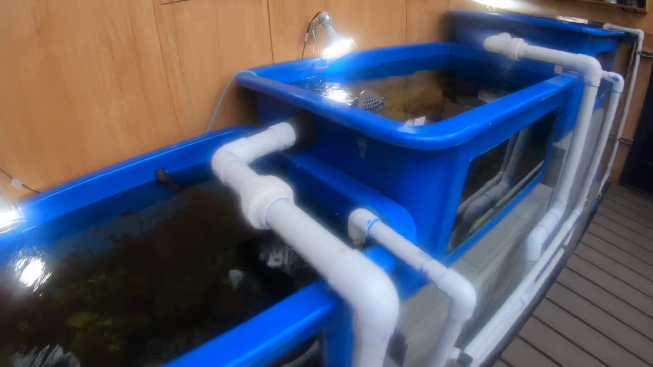DIY Aquaponics System Design