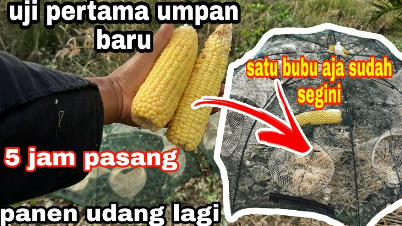 Bubu payung umpan jagung manis ribuan udang antri masuk