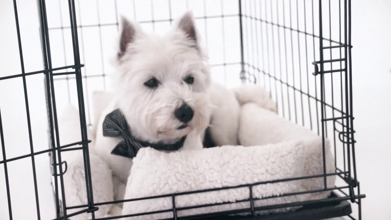 How Can I Make My Dog&rsquo;s Crate More Comfortable? | Deluxe Bolster Crate Pad