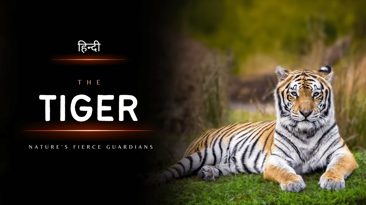 Tiger - Nature's Fierce Guardians - [Hindi] - Infinity Stream