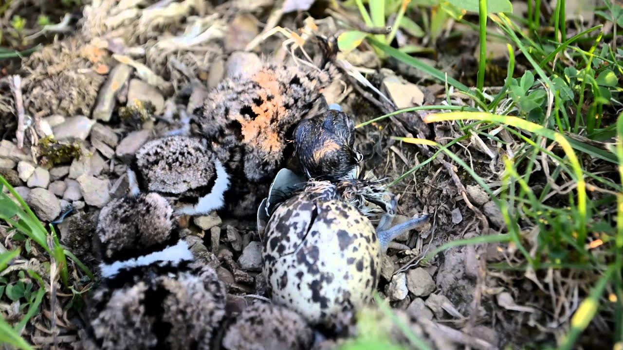 Killdeer birds hatching