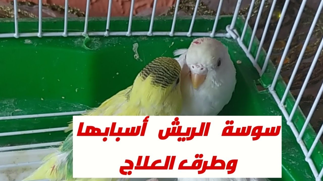 سوسة الريش أسبابها وطرق العلاج