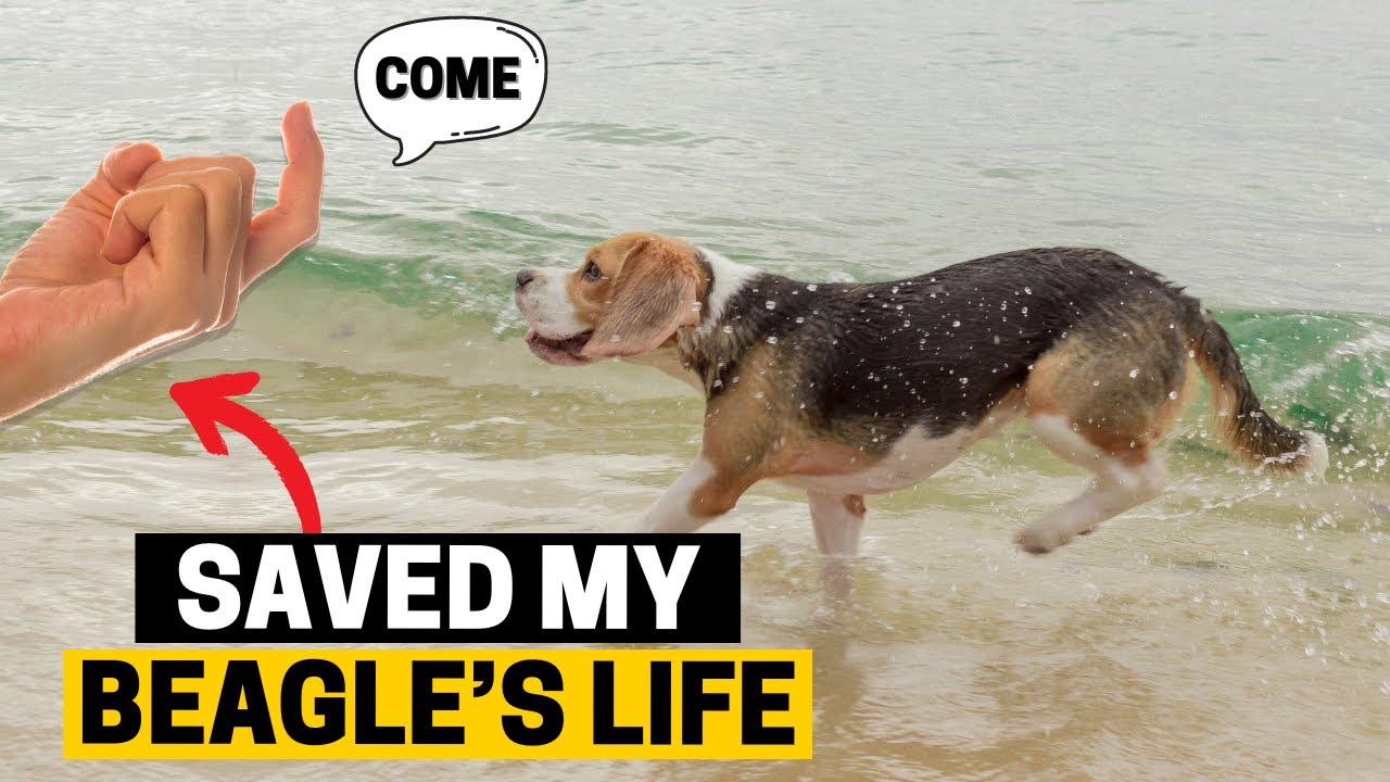 5 Important Commands that can Save your Beagle's life!