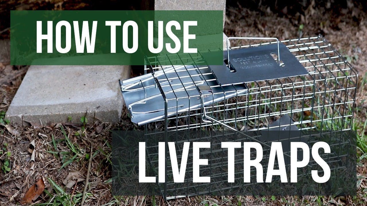 How To Use Live Traps (4 Easy Steps)