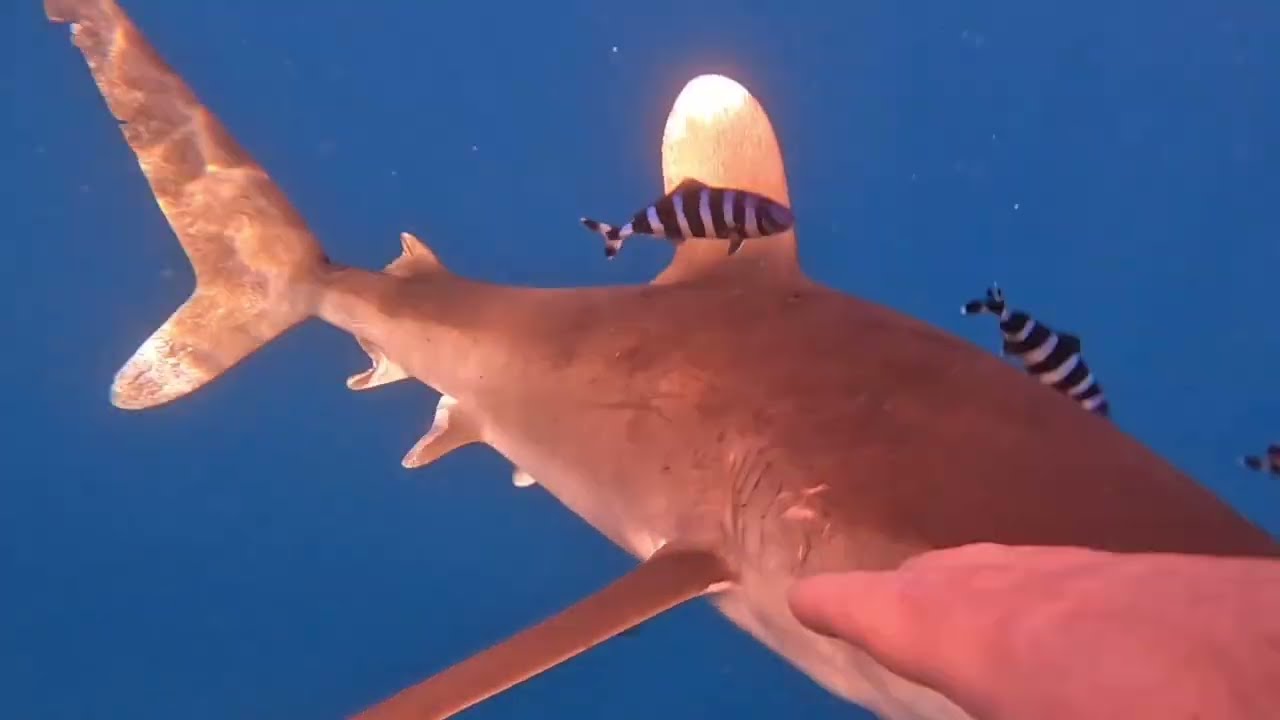 Begegnung mit einem Longimanus Hai in der Brayka Bay Marsa Alam 02.04.2024 Oceanic Whitetip Shark