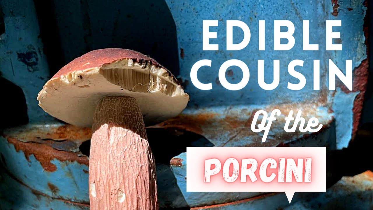 An edible cousin of the King Bolete! The lilac Bolete- Poor mans Porciini