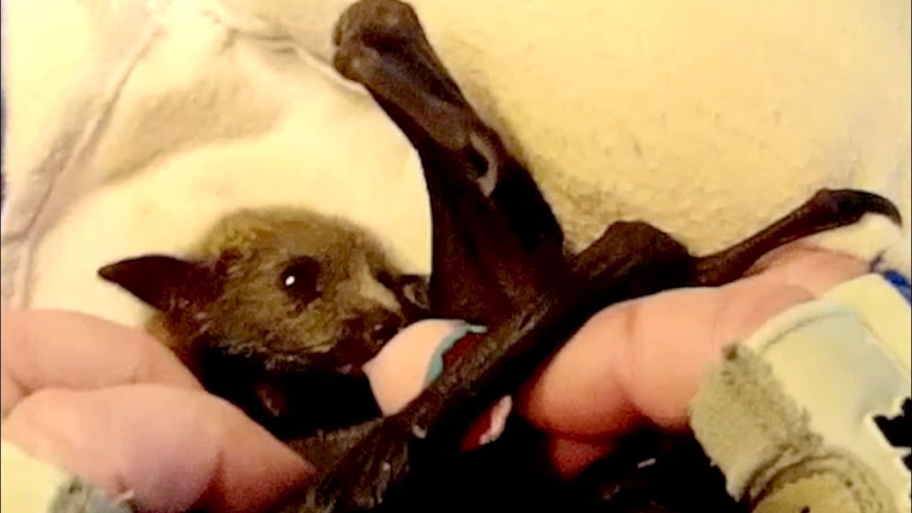 Rescuing a baby flying-fox on the ground;  this is Toffy