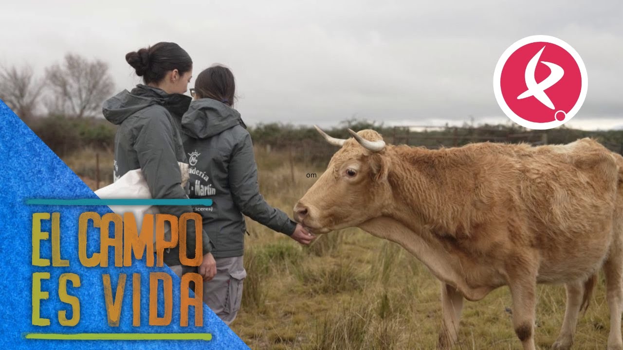 La técnica de Isabel y Lidia para servir tacos de pienso al ganado | El campo es vida