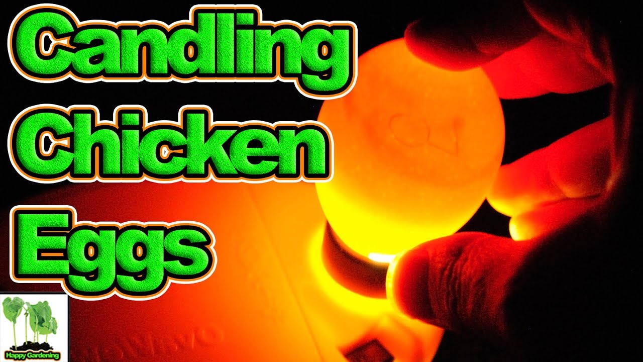 How To Candle Chicken Eggs