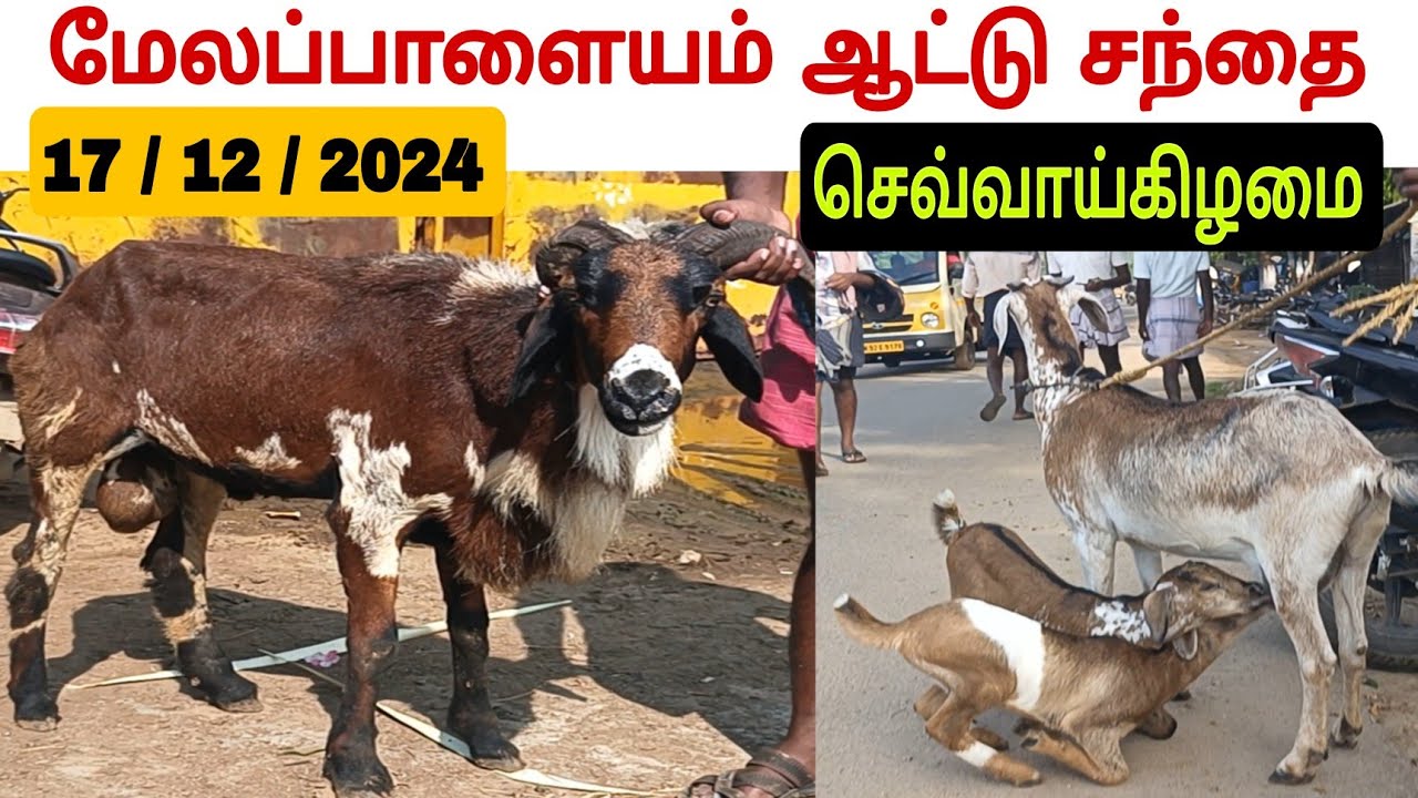 17 / 12 / 2024 / மேலப்பாளையம் ஆட்டு சந்தை / செவ்வாய்கிழமை / Melapalayam Goat Market #ஆடு #ஆட்டுசந்தை