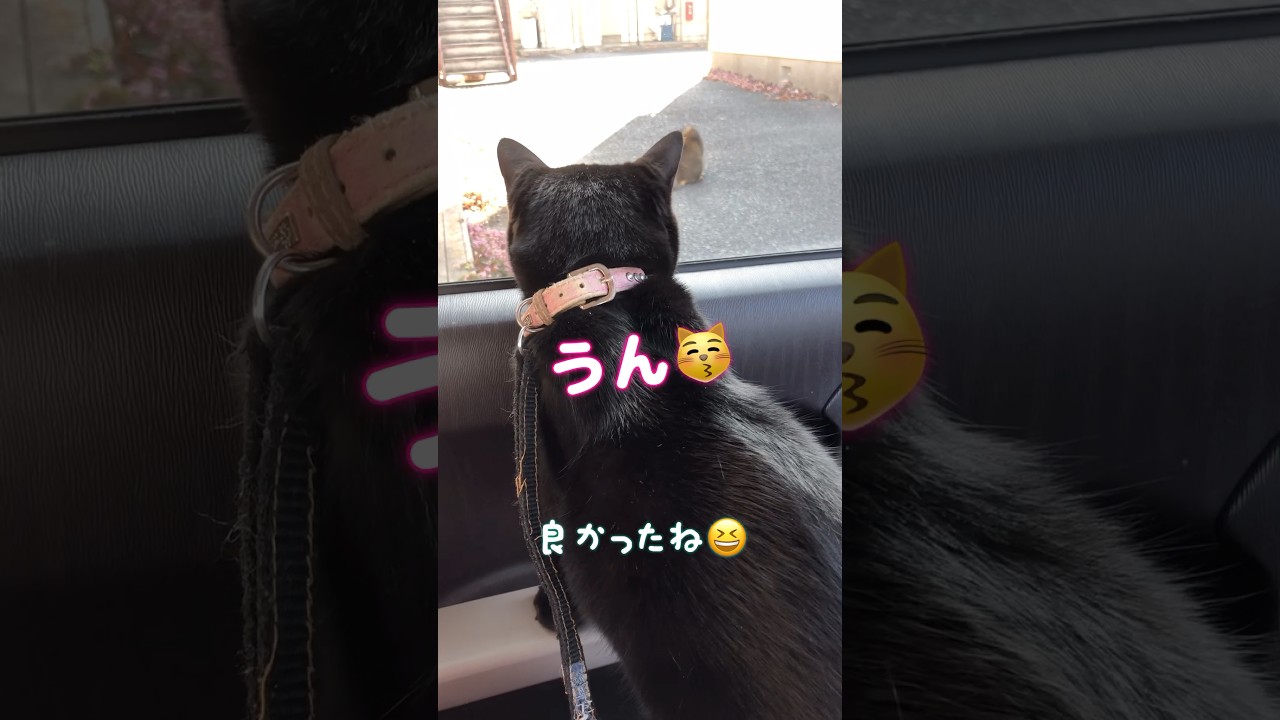 最後の「うん」がめちゃ可愛い😍 #しゃべる猫