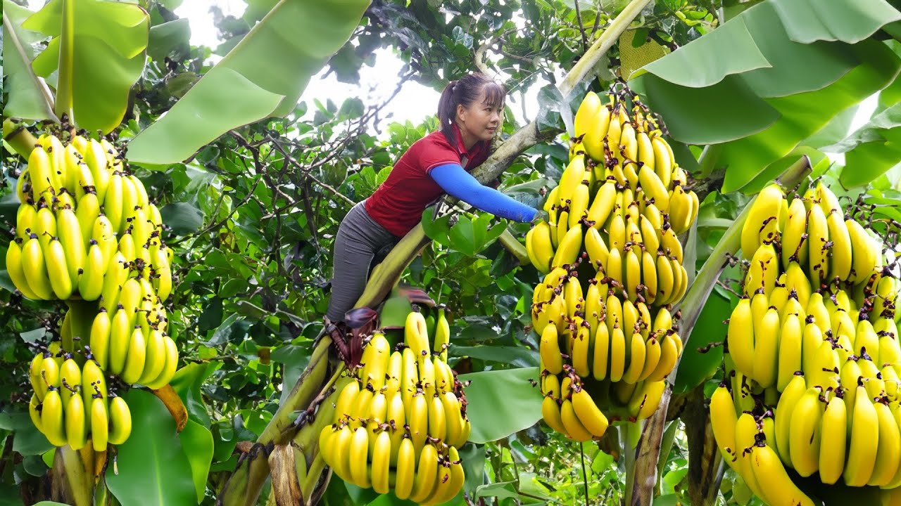 Harvesting Banana Goes To Market Sell, Vegetable Care | Tiểu Vân Daily Life