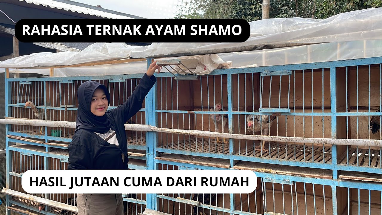 Cara Mulai Usaha Ayam Shamo dari Rumah || Telur Anakan dan indukan Bisa Jadi Cuan