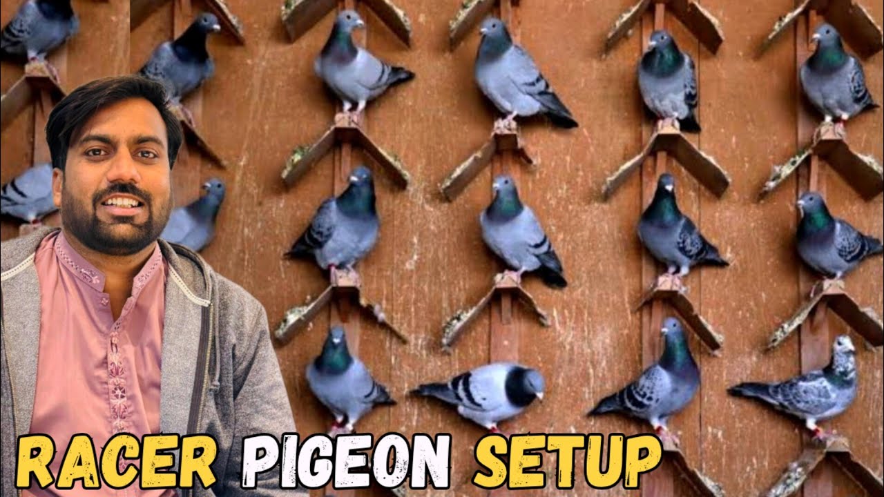 Racer Pigeon Big Setup Tour 😍 Racer Kabootar Mini Zoo Mein Ly Ay ? 🤔