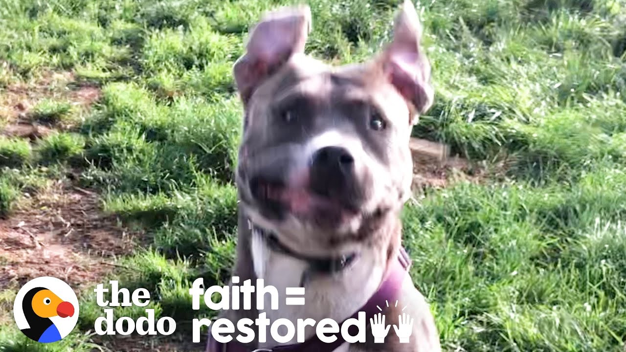 Foster Pittie Who Hid For Weeks Plays So Hard Now | The Dodo Faith = Restored
