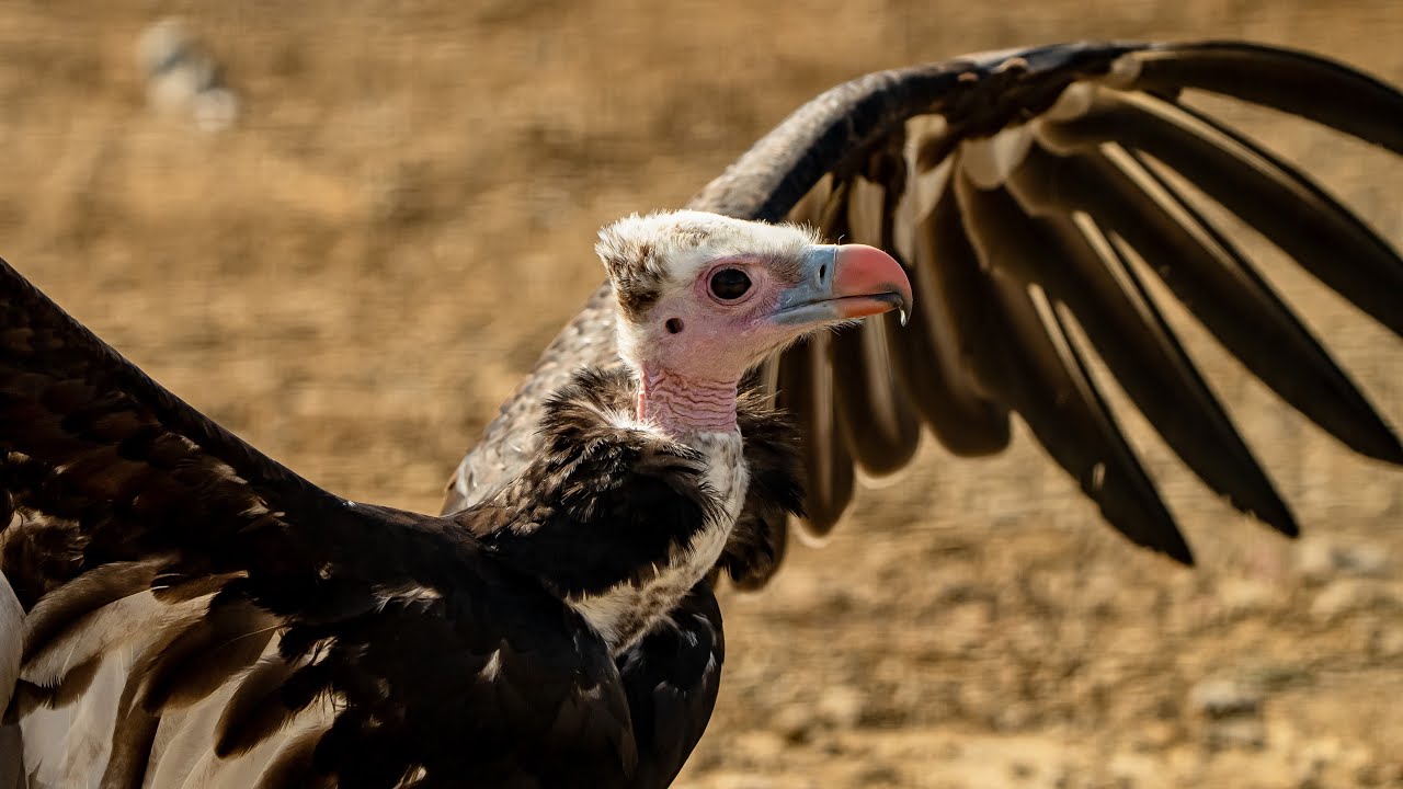 Heart of Africa is now open at Chester Zoo
