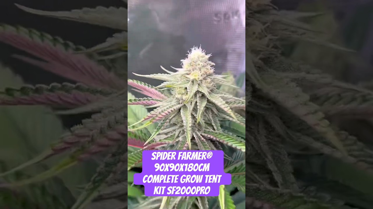 Spider Farmer&reg; 90X90X180cm Complete Grow Tent Kit SF2000PRO EVO 200W  #crazybud #420 #growled