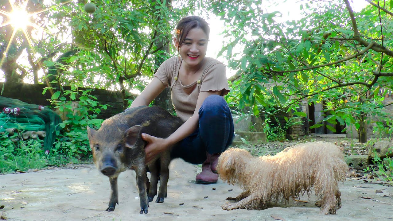 Harvesting Melons, Cucumbers, Potatoes - Go to the market to sell - A busy day taking care of cattle