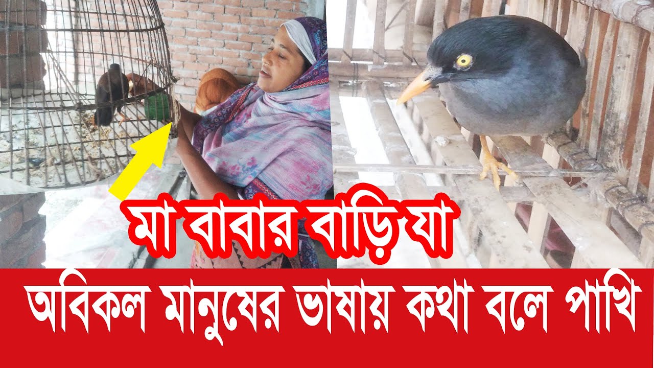 কথা বলা শালিক পাখি / মানুষের মত কথা বলে / /Talking birds।। pet birds / kotha Bola shalik pakhi
