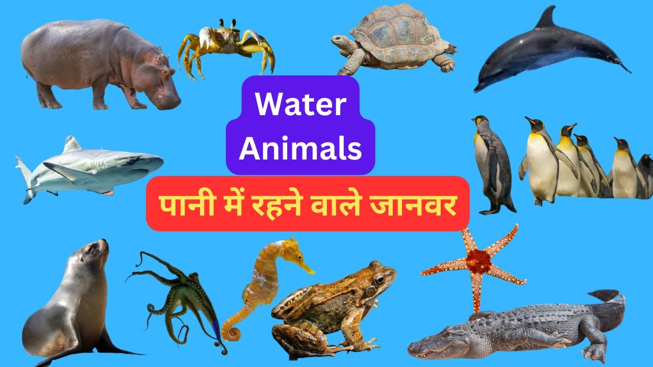 water animals I water animals name Hindi and english I  जल में रहने वाले जानवर के नाम