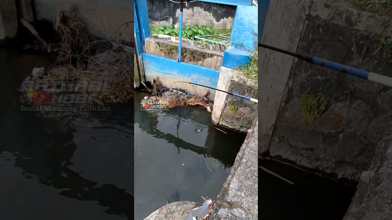 Mancing wader cakul‼️ #derbang #putihan #kepek #tawes #umpanwader #cakul #waderbabon #rasbora