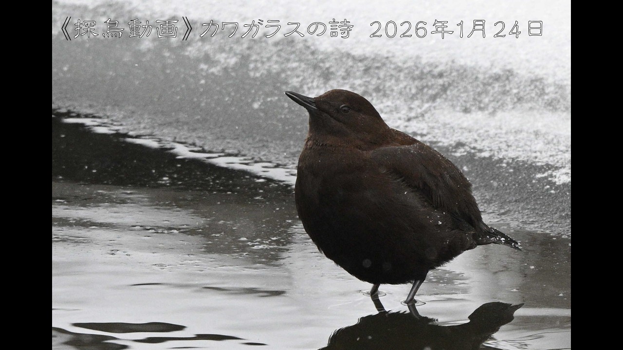 《探鳥動画》キレンジャクが舞い、カワガラスが歌う林　2026年1月24日
