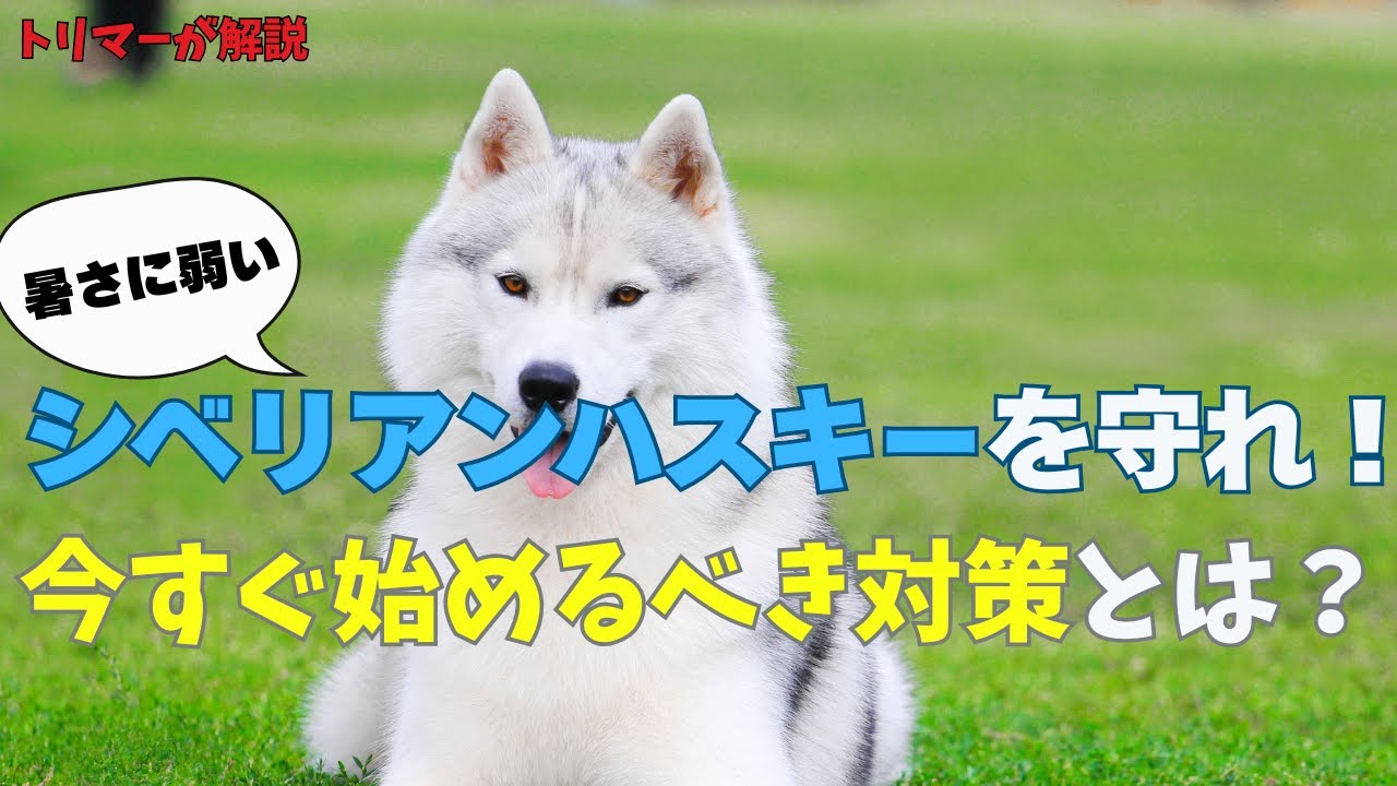 暑さに弱いシベリアンハスキーを守れ！今すぐ始めるべき対策とは？