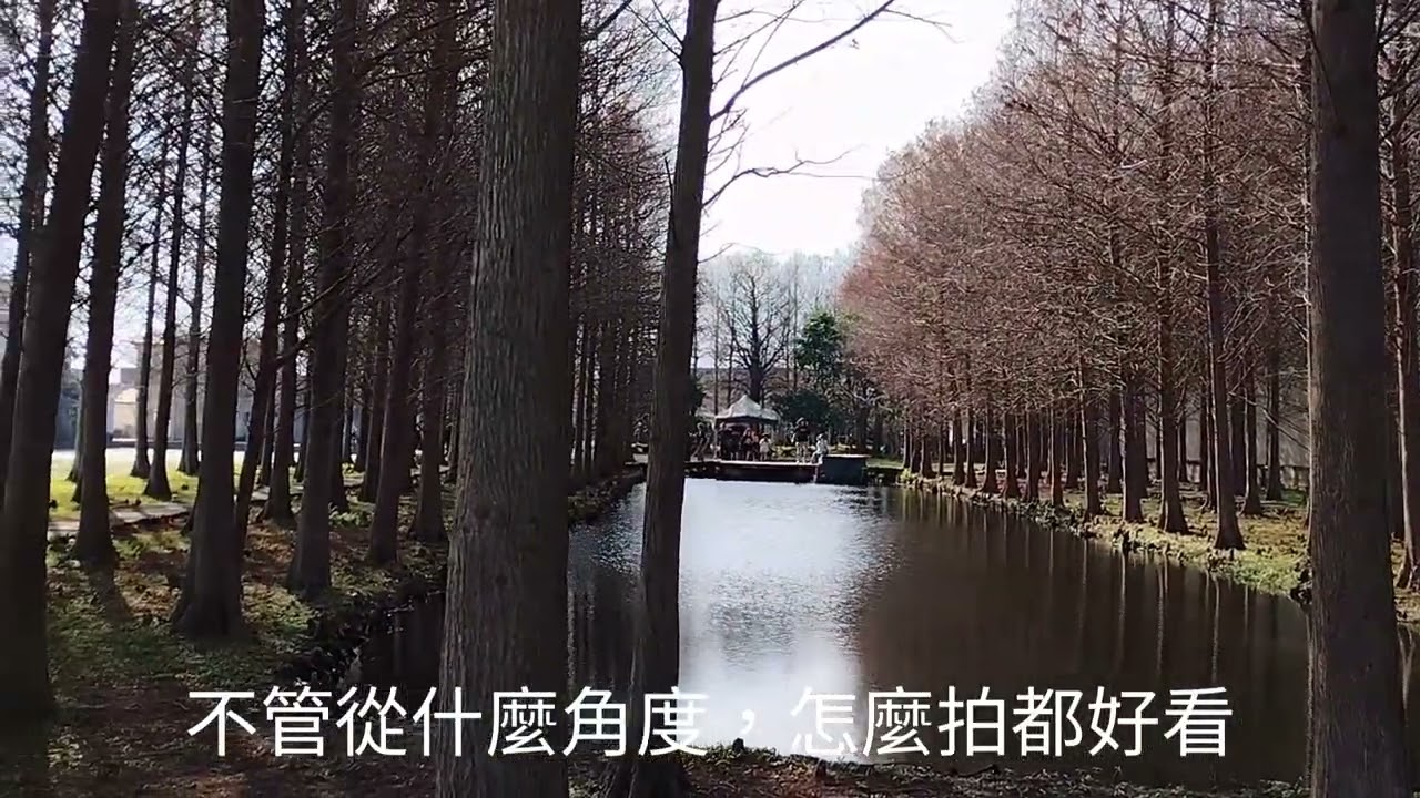 壯圍無價落羽松