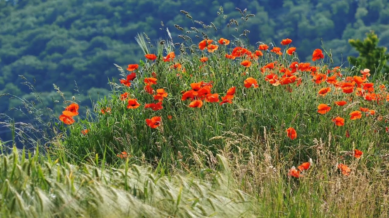Beautiful Red Flowers in Nature | Relaxing Nature Scenery 4K