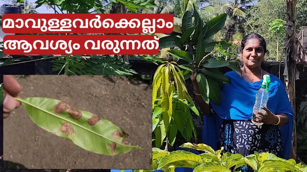 മാവിന്റെ തളിരില മുറിയാതിരിക്കാനും ചെടി കരിയാതിരിക്കാനും| To prevent cutting in mango leaves|