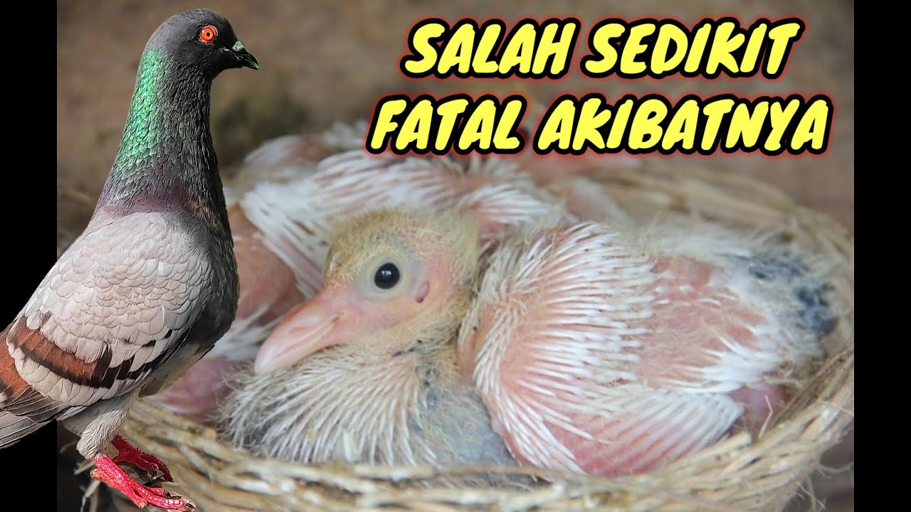 TIPS MENETASKAN TELUR MERPATI DI BABU LOLOH || DIJAMIN 1000% BERHASIL