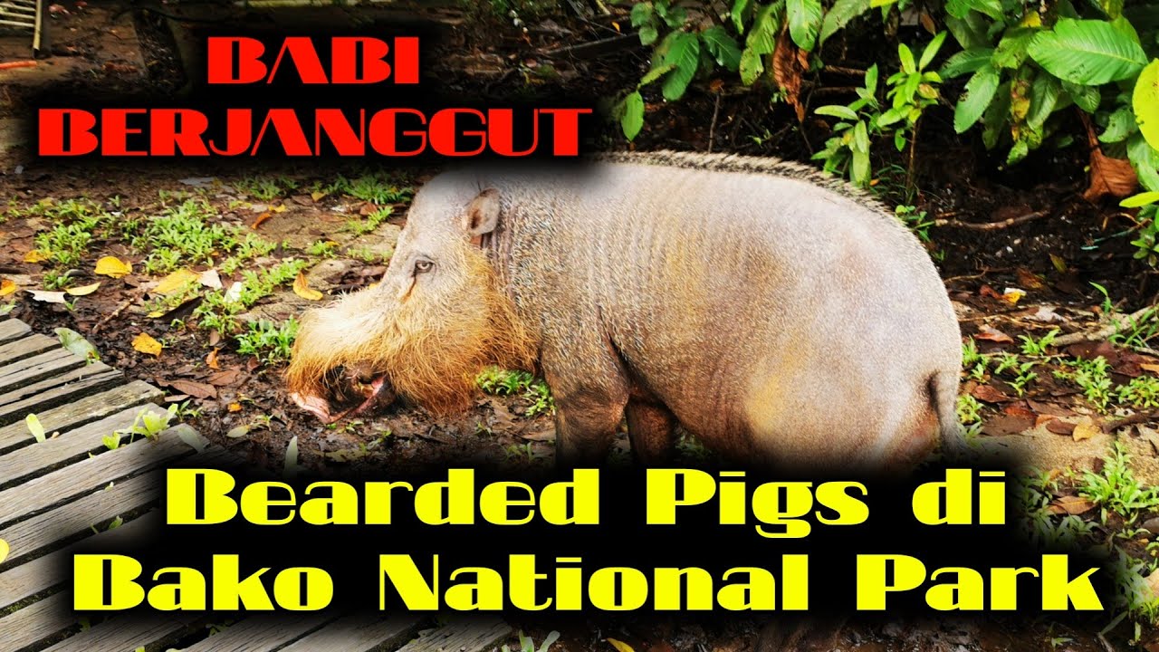 Babi Berjanggut atau Bearded Pigs di Bako National Park