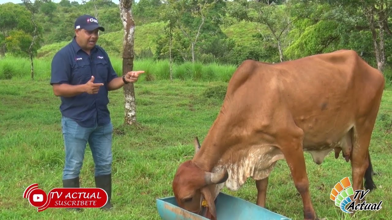 CIGAC, Genética para producir leche en bajura