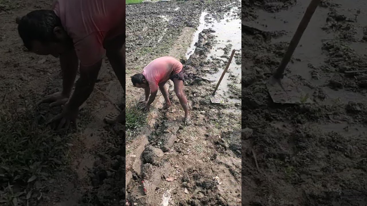 আলহামদুলিল্লাহ ধান লাগানোর কাছে চলমান 