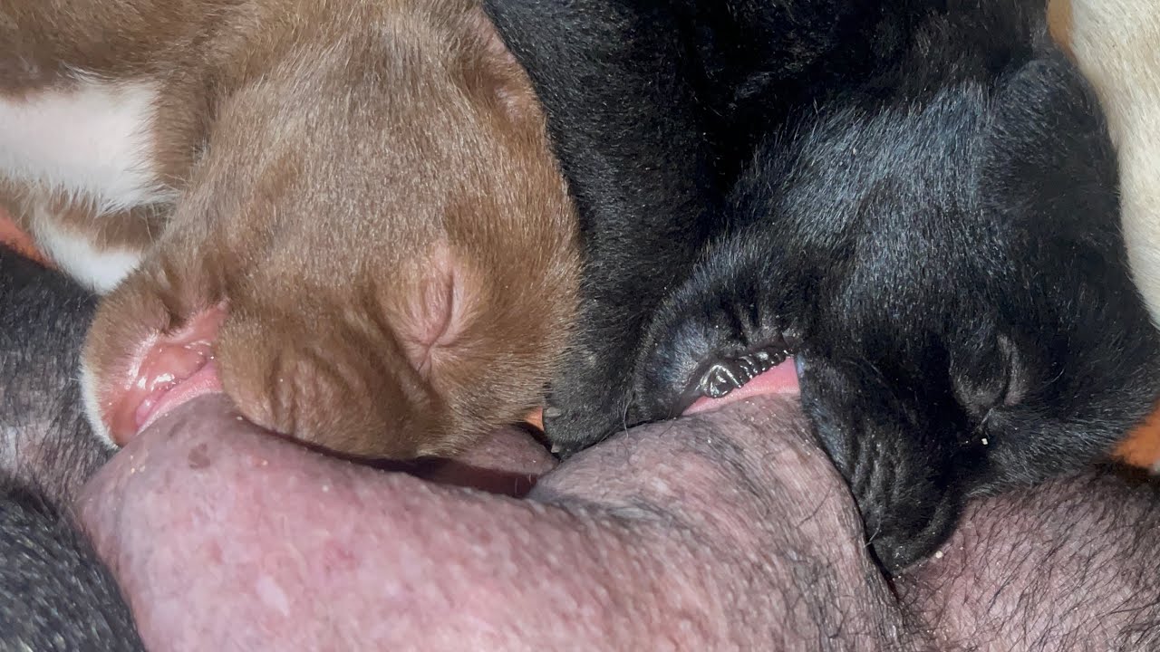 OMG! Hungry puppies drink milk | BOBO Official