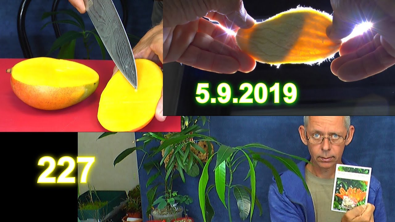 Mango Samen vorbereiten und wie wächst die Mango als Pflanze plus Updates der Exoten