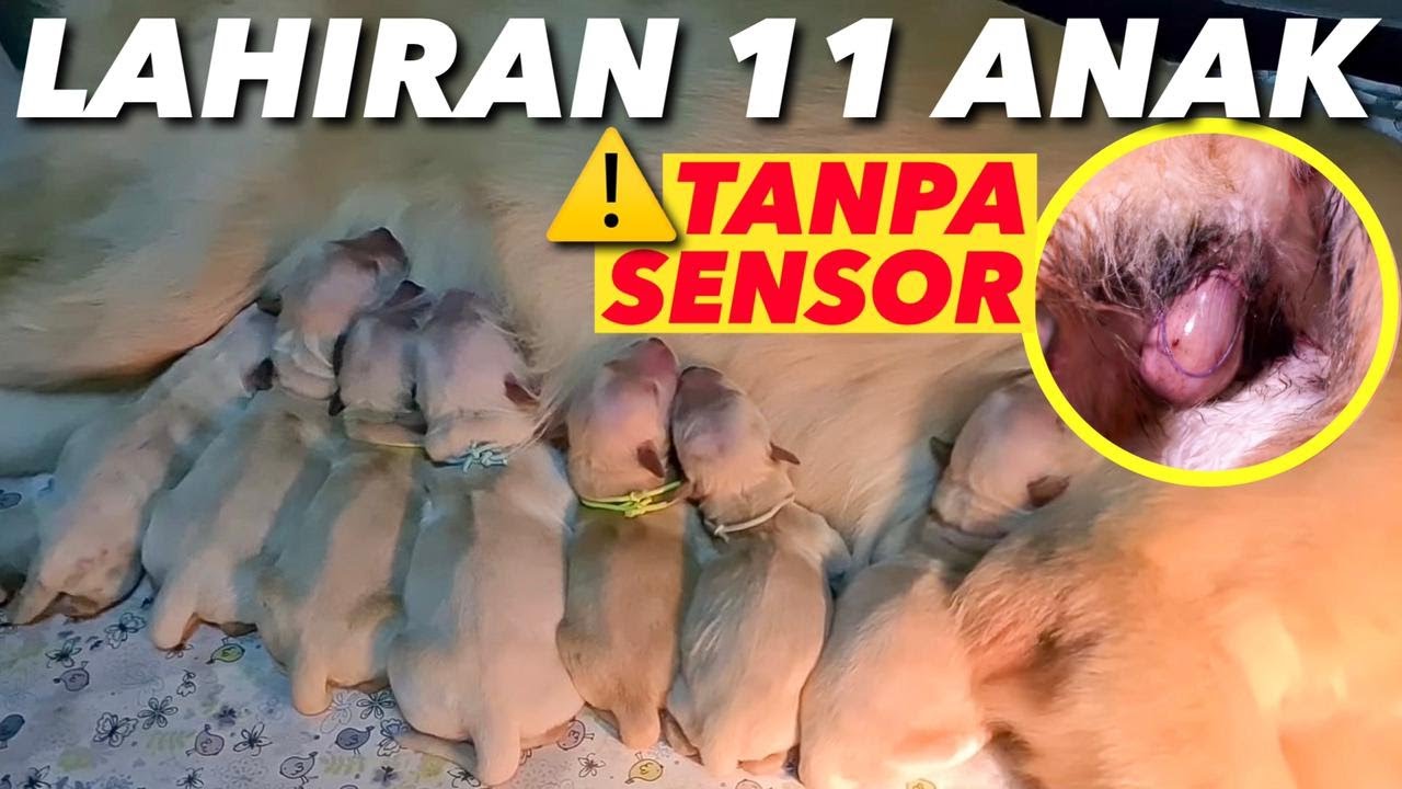 KALO GAKUAT JANGAN NONTON!! LAHIRAN BEE TANPA SENSOR!