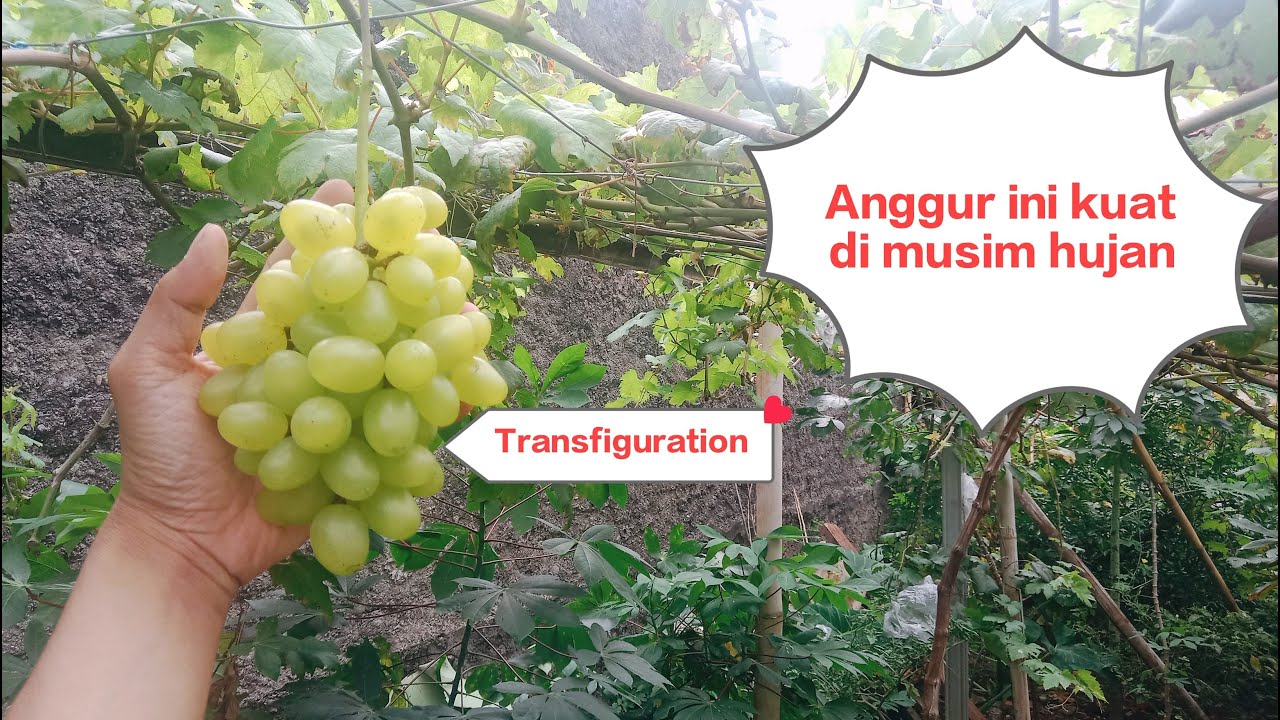 Inilah jenis Anggur import yang paling tahan di musim hujan #anggurimport #transfiguration #gozv