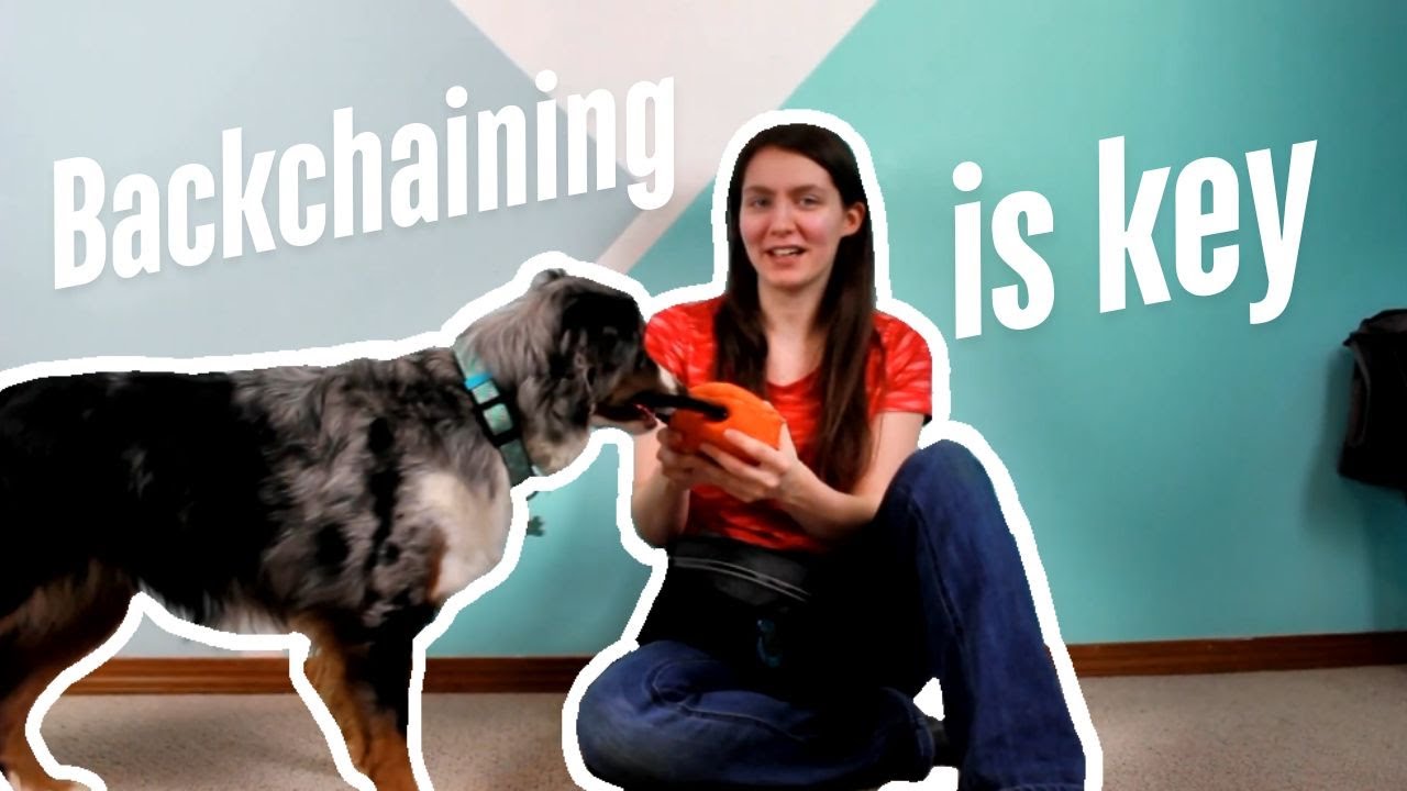 How to Teach a Dog Trick Routine (Dog Acting & Backchaining Training Guide)