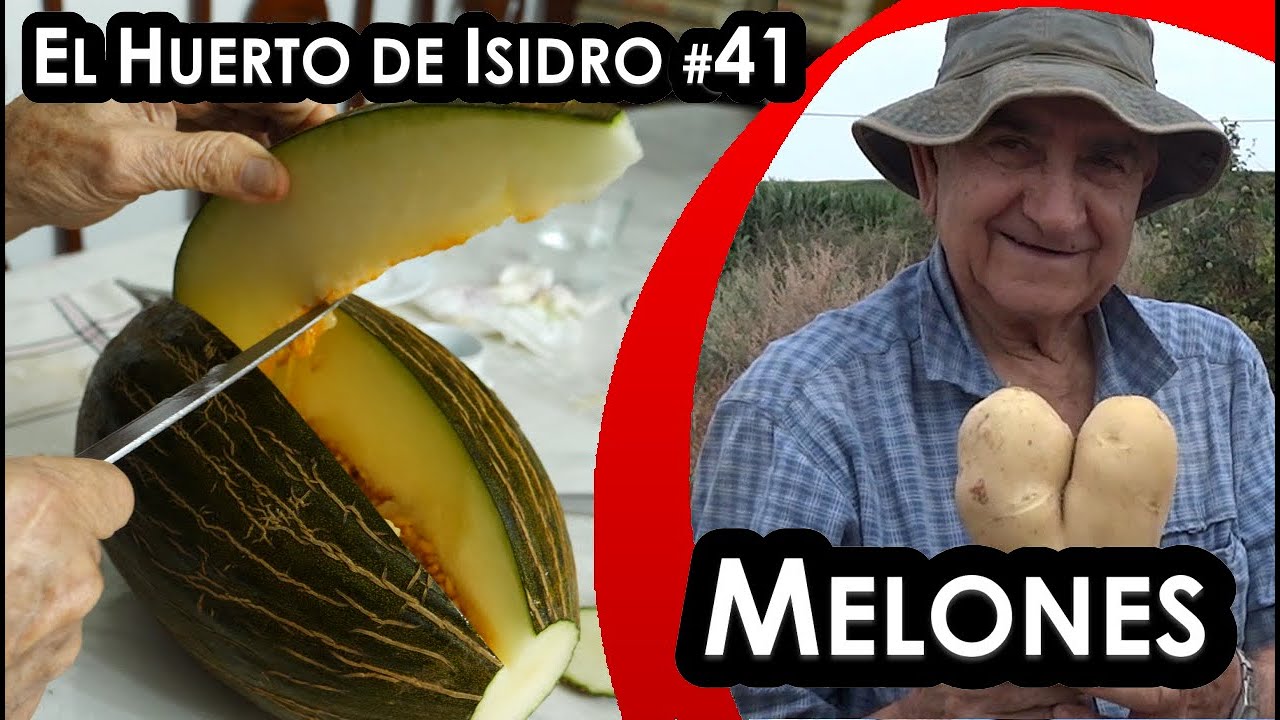 El huerto de Isidro #41. Melones