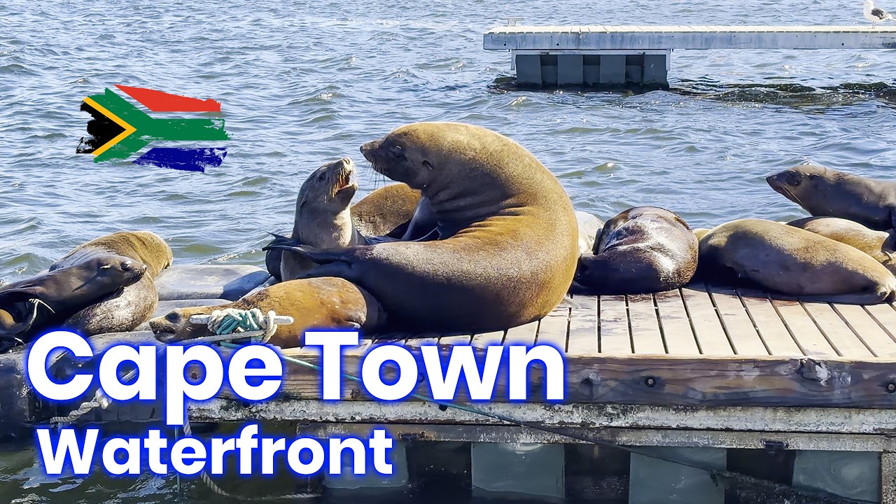 Sea Lions & Harbor Life at V&A Waterfront Cape Town 🦭 - 4K
