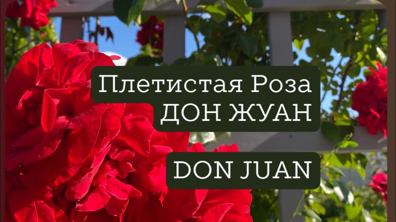 🌹Роза плетистая Дон Жуан (Don Juan) на шпалере