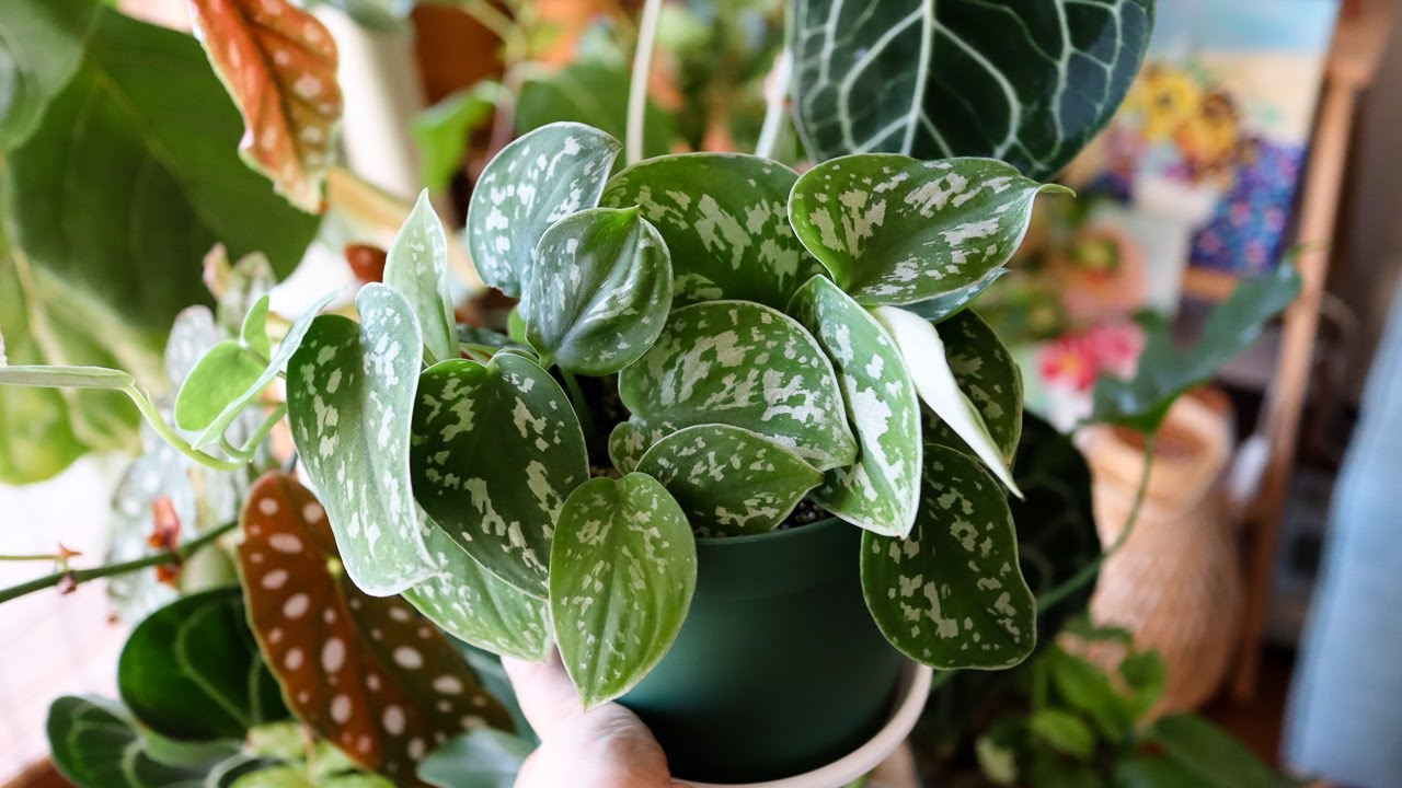スキンダプサスの育て方・増やし方🌿徒長した茎を切って水苔で挿し木しました
