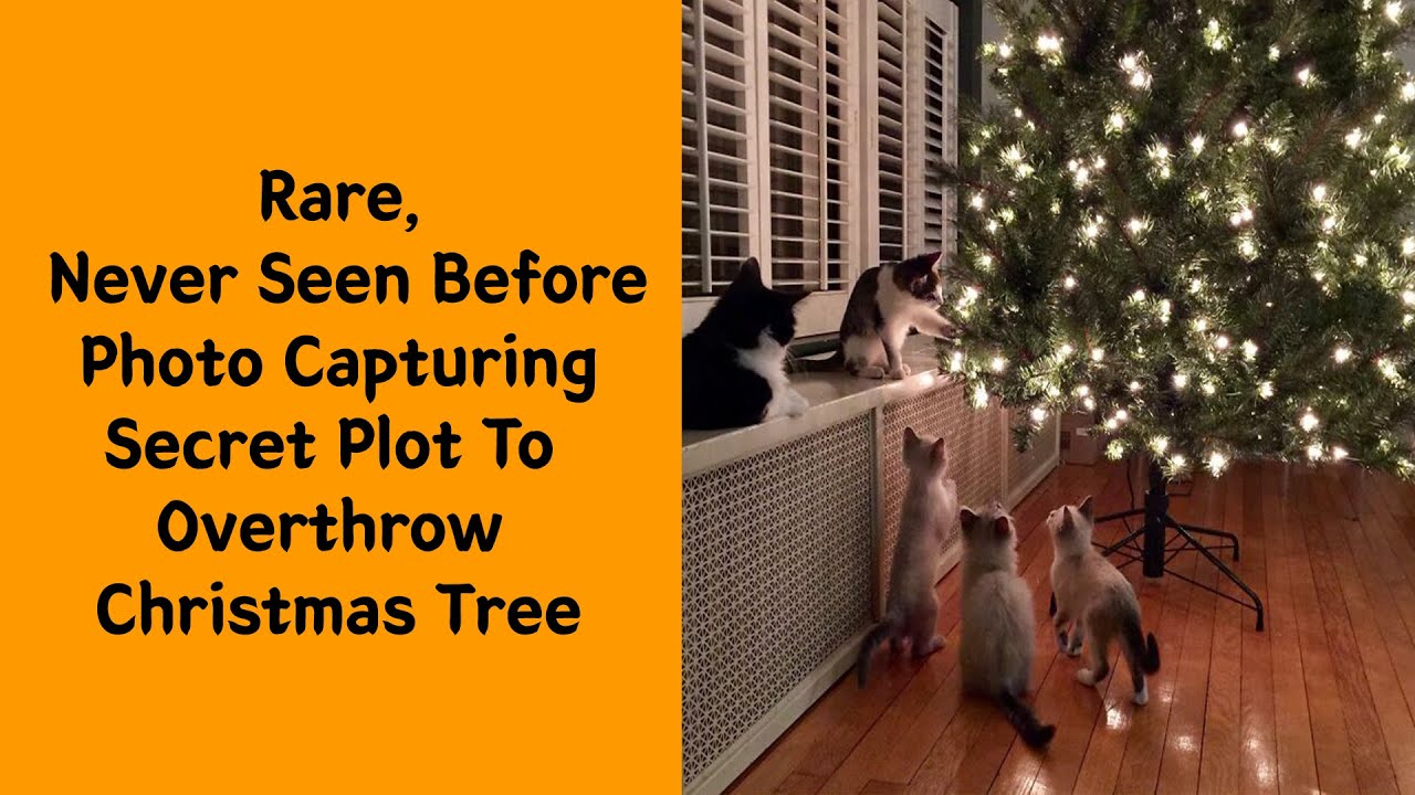 50 Christmas Cat Photos That Capture the Most Magical Holiday Moments