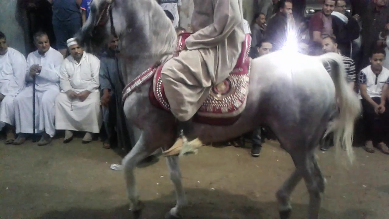 نوب طريف
